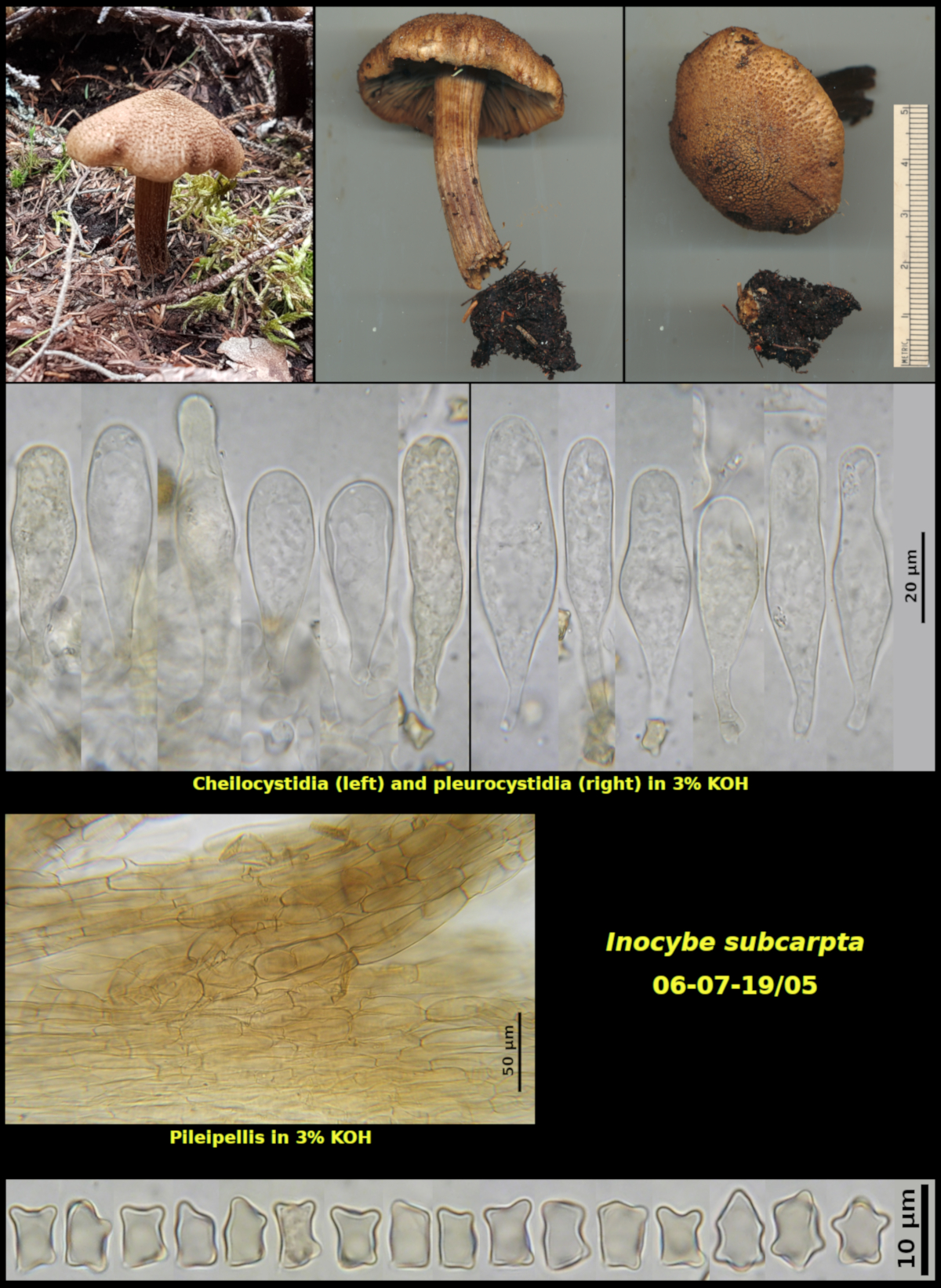 Picture of Inocybe subcarpta